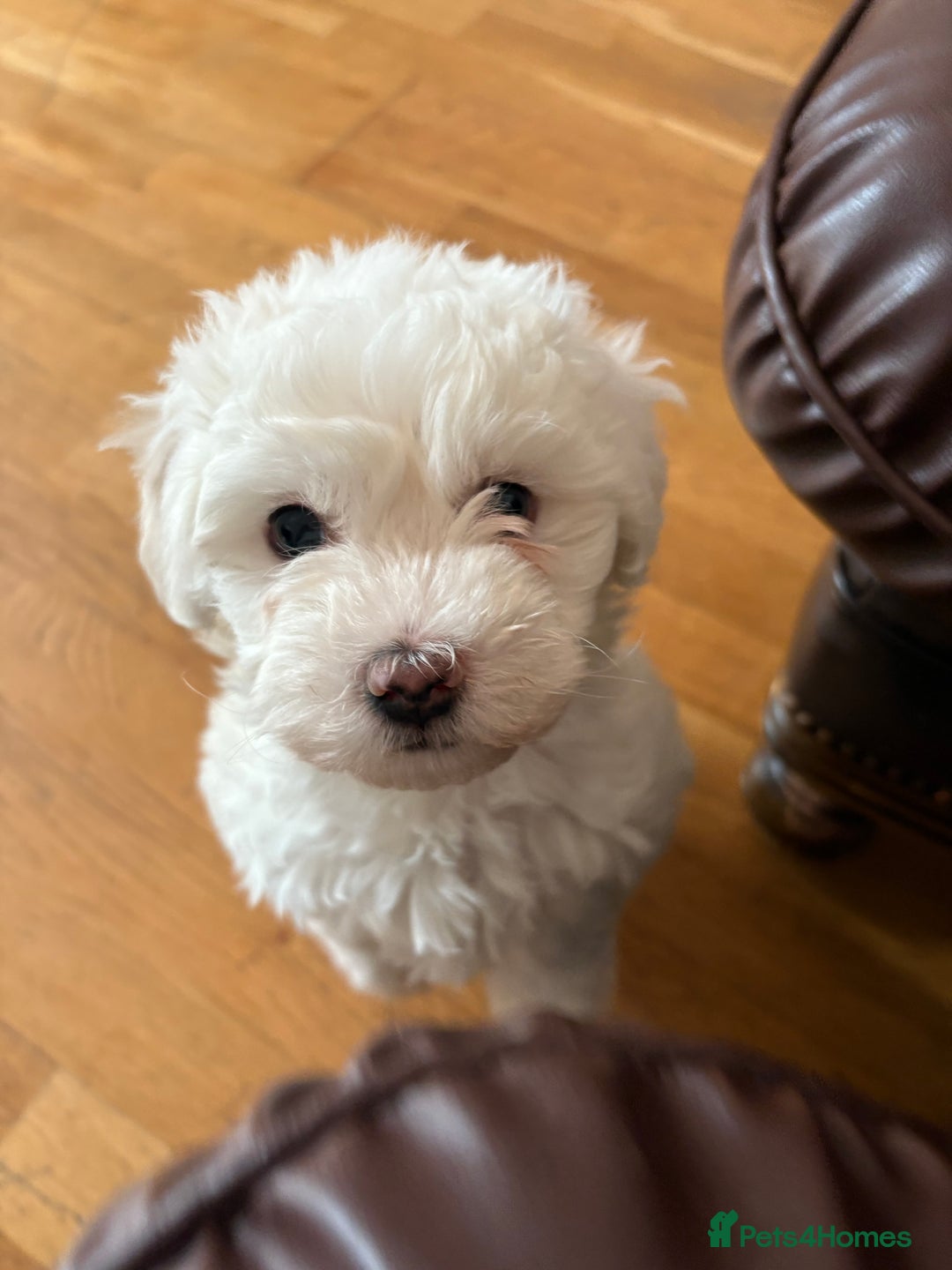 Bichon Frise dogs for sale:  bichon puppies for sale  - Advert 5