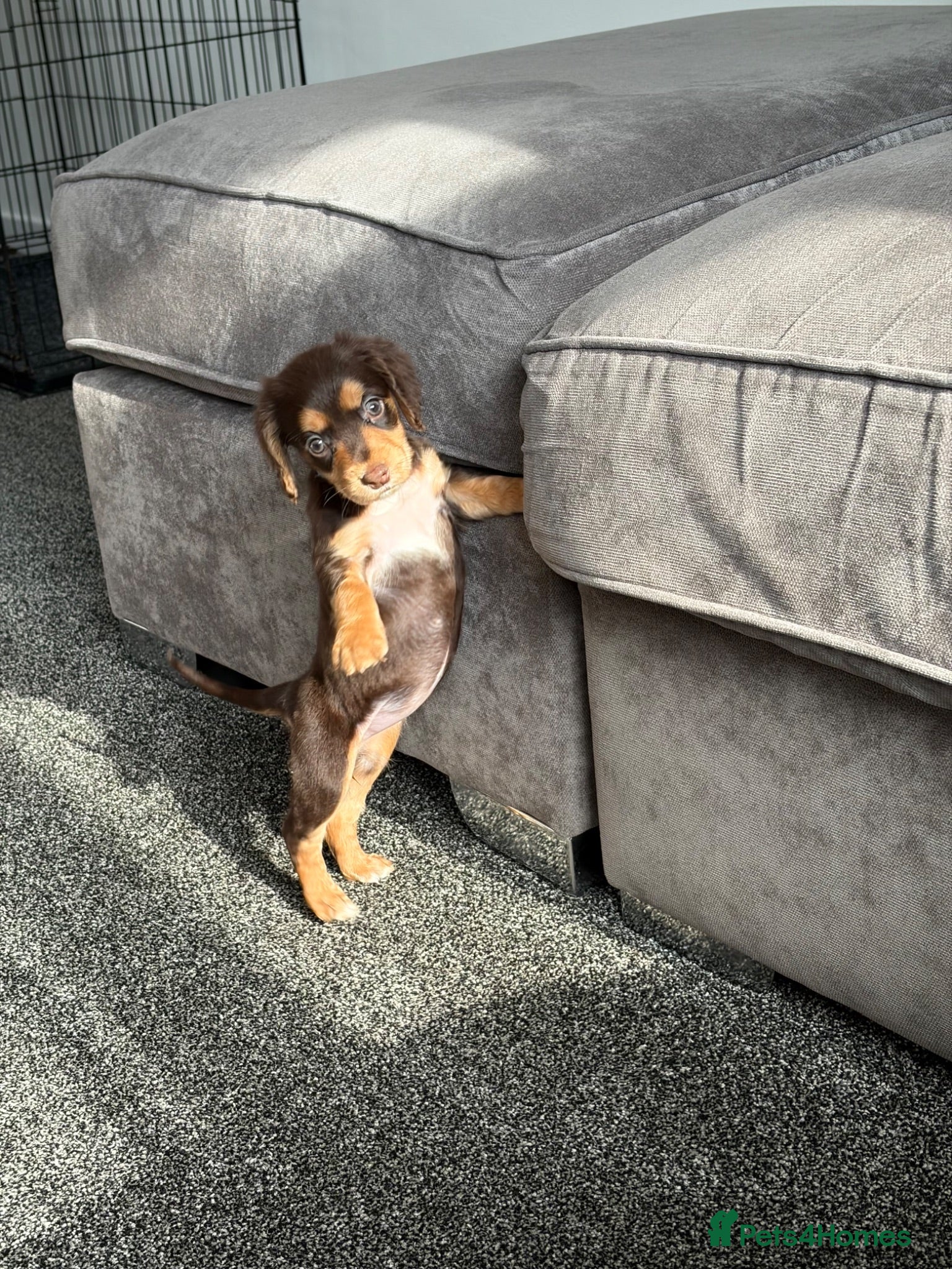Cocker Spaniel dogs Working Cocker Spaniel puppies  - Advert 1