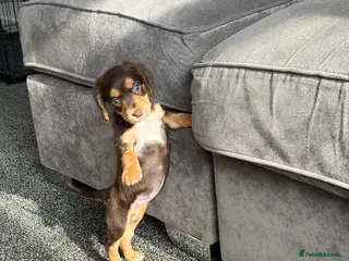 Cocker Spaniel dogs Working Cocker Spaniel puppies - Advert 1