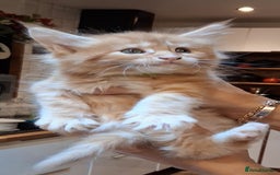 Maine Coon cats for sale: Maine Coon pedigre XL - Image 2