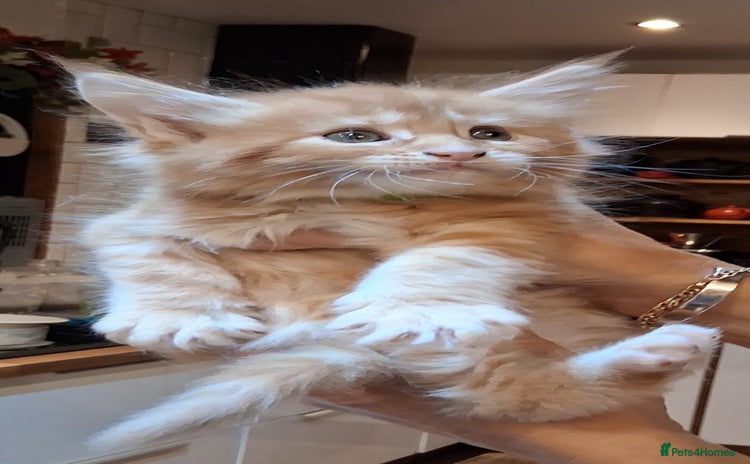 Maine Coon cats - Advert 9