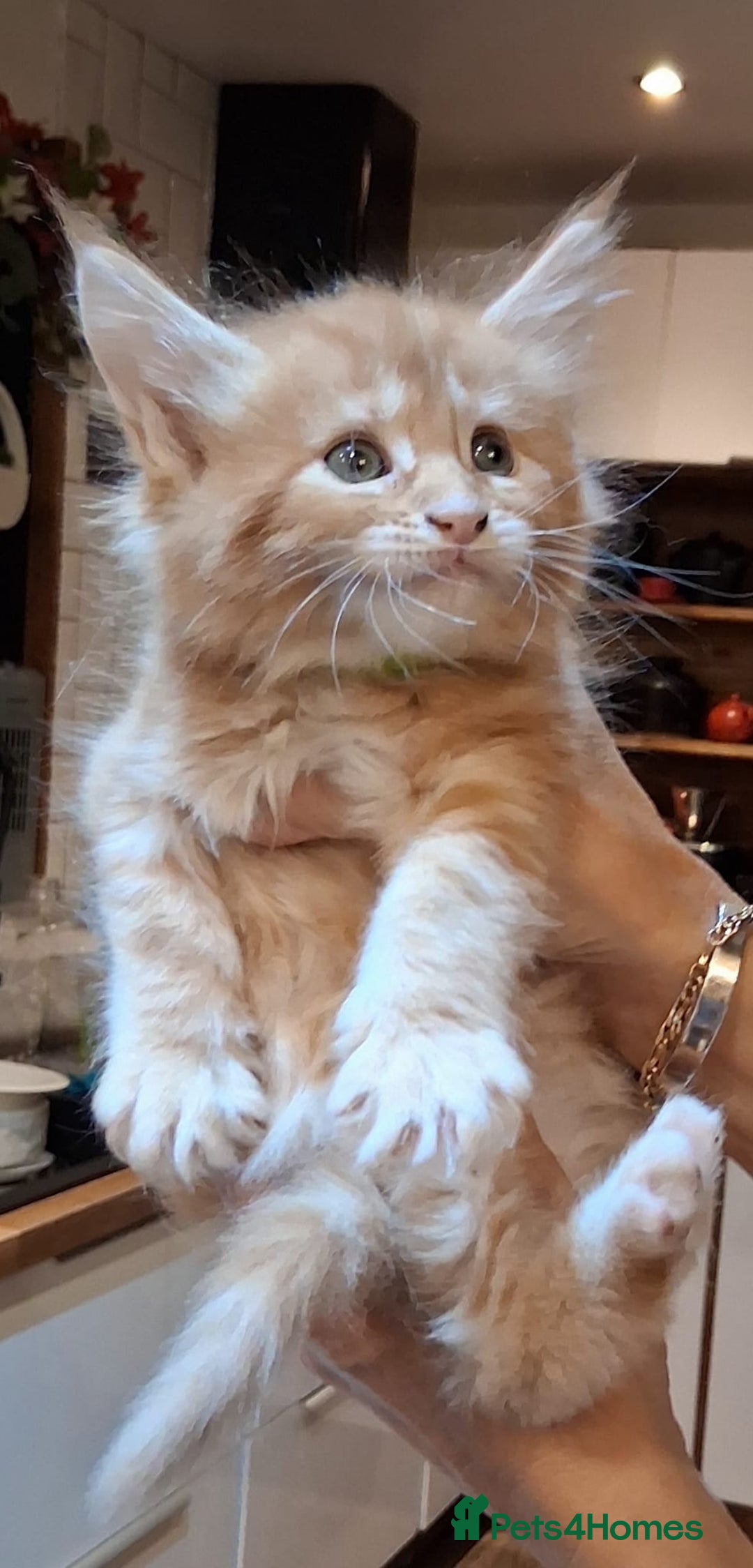 Maine Coon cats for sale: Maine Coon pedigre XL - Image 2