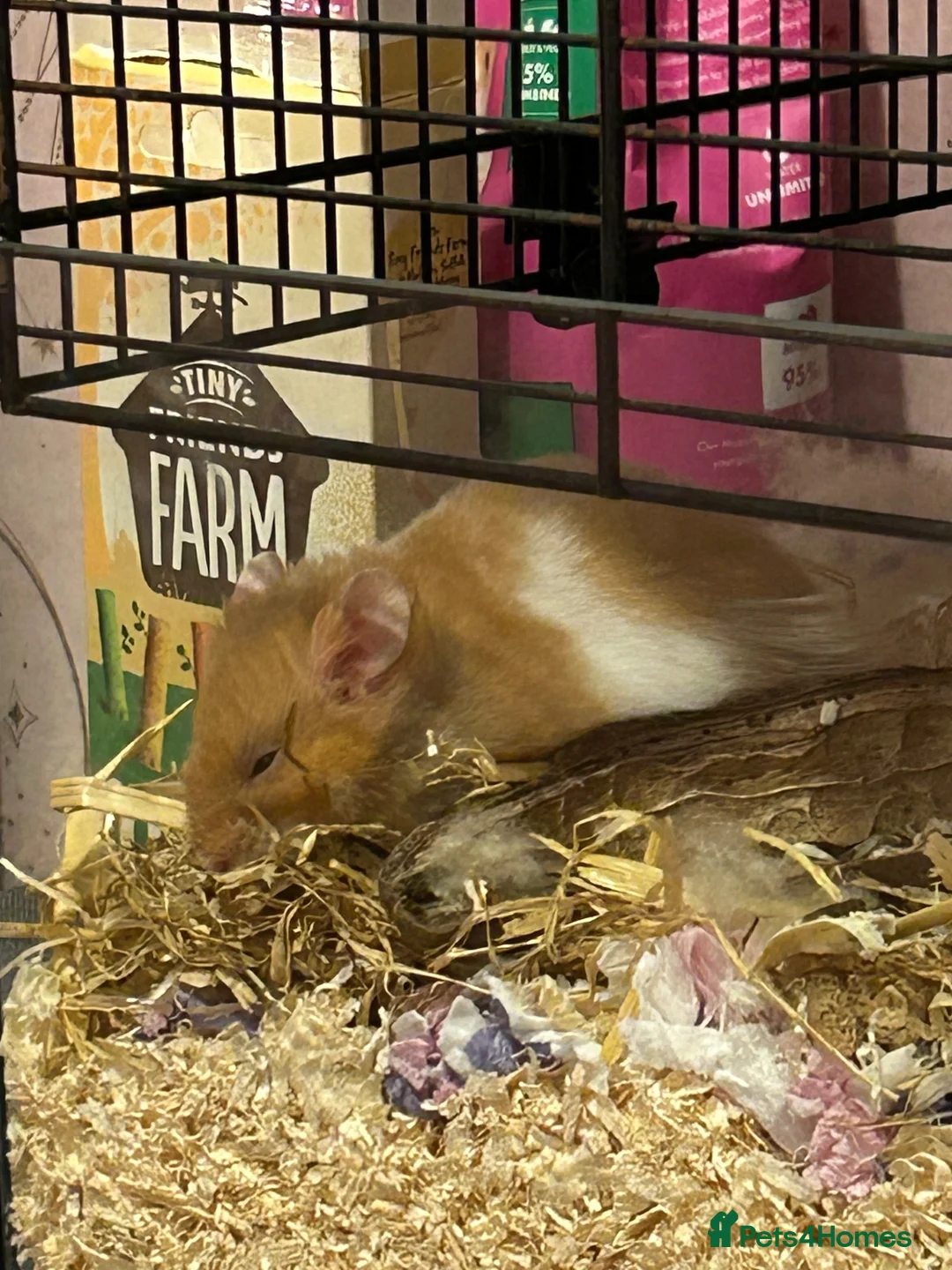 Hamster rodents for sale: Male Syrian long hair  in Hayle - Advert 5