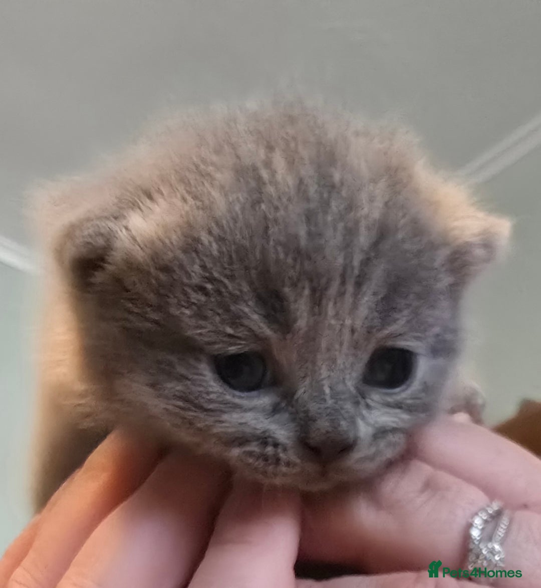 British Shorthair cats for sale: Beautiful British blue short haired kittens  - Image 2