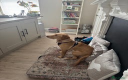 Labrador Retriever dogs for sale: nearly 7 month old labrador girl - Image 6