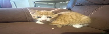 Ginger boy