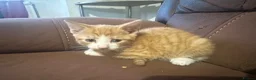 Mixed Breed cats for sale: Beautiful kittens - Advert 6