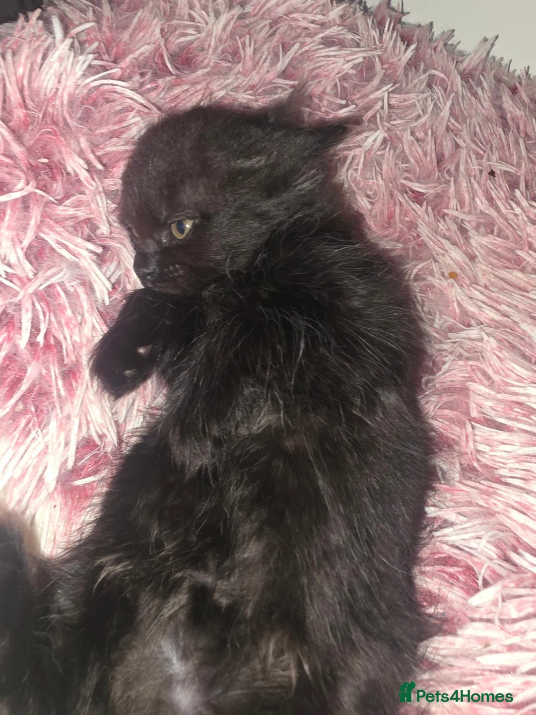 Mixed Breed cats for sale: Tabby and 2 black kittens - Advert 2
