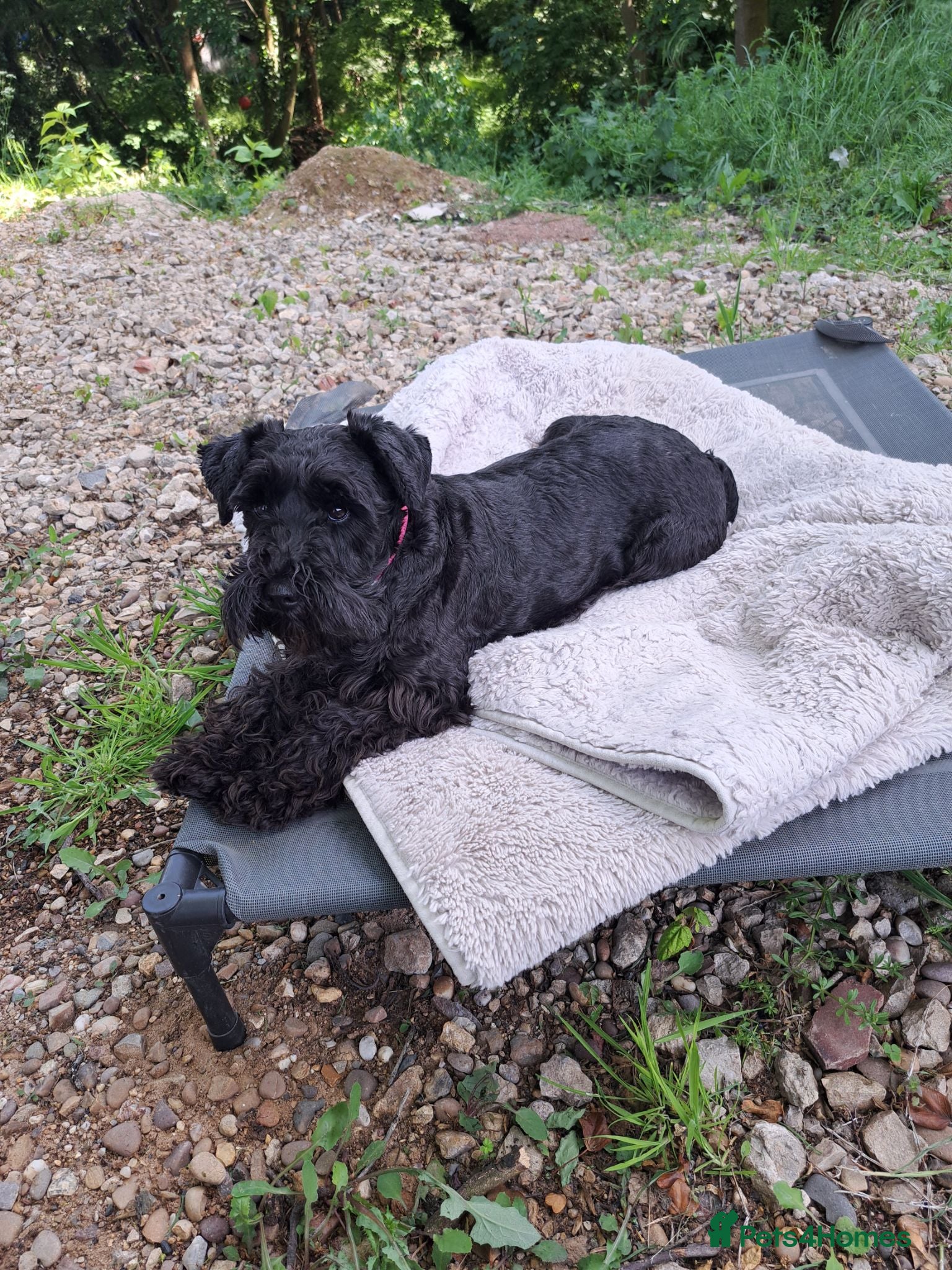Miniature Schnauzer dogs Beautiful Miniature schnauzer Litter - Advert 1