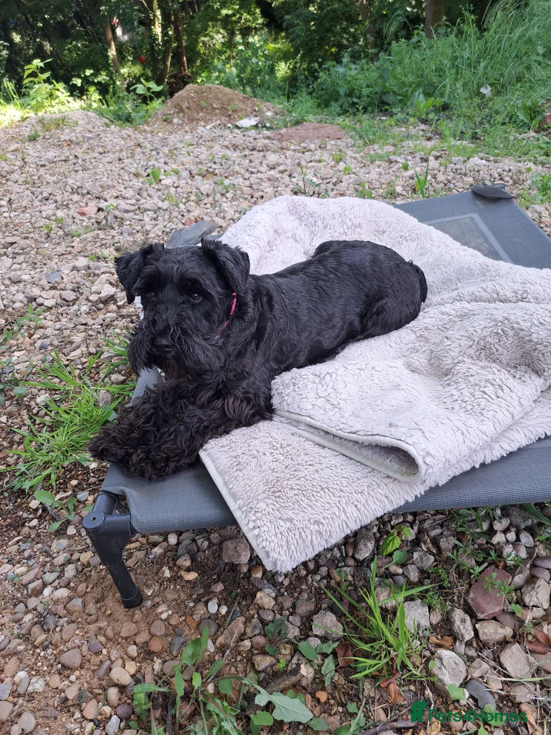 Miniature Schnauzer dogs for sale: Beautiful Miniature schnauzer Litter in Derby - Advert 1