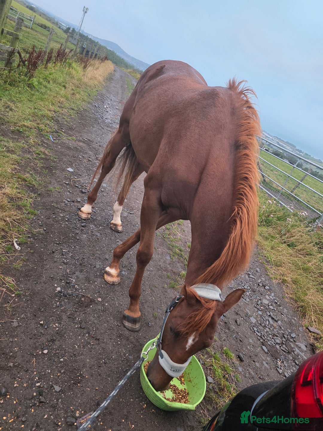 Irish Thoroughbred horses for sale: 15'1 Thoroughbred For Sale - Image 2