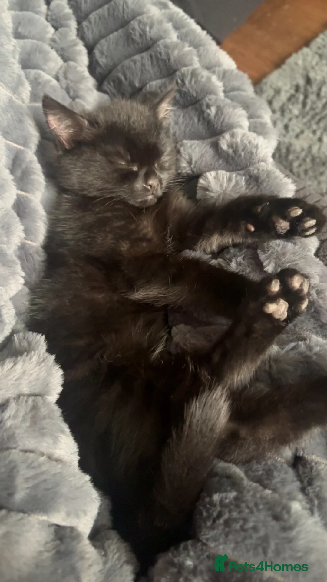 Mixed Breed cats for sale: Black Kitten  - Advert 2