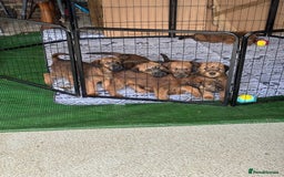 Irish Terrier dogs for sale: Irish Terrier Puppies - Image 13