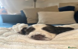 English Springer Spaniel dogs for sale: last baby looking for his forever home🥺😍 - Advert 9