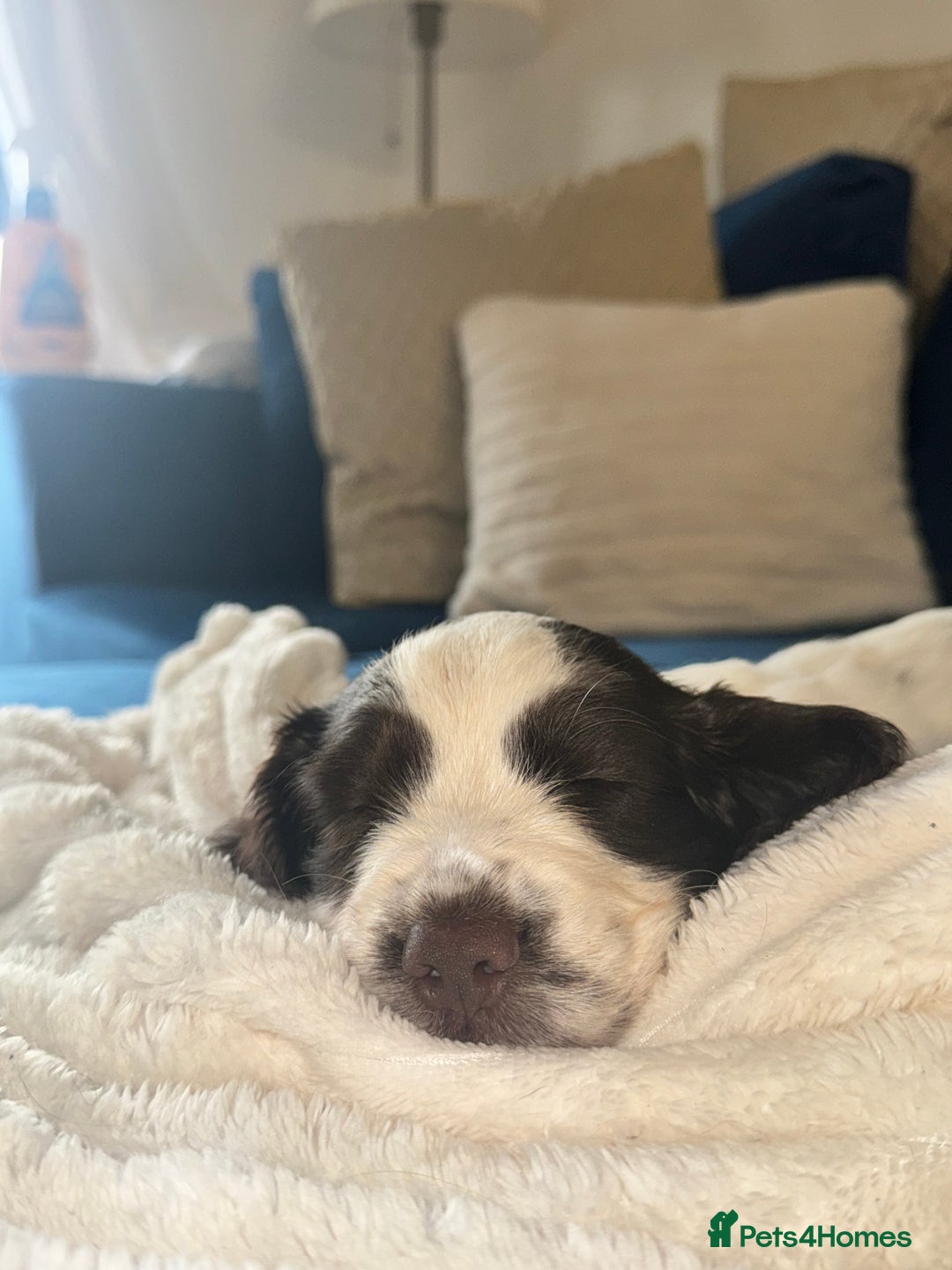 English Springer Spaniel dogs for sale: last baby looking for his forever home🥺😍 - Advert 9