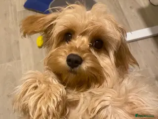 Cavapoo dogs Lovely girl Cavapoo looking for a loving home - Advert 1