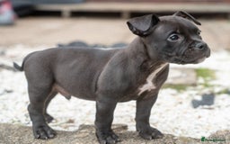 American Bully dogs for sale: ABKC Registered Pocket Bully Puppies in Wolverhampton - Image 2