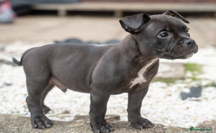 American Bully dogs in Wolverhampton - Advert 1