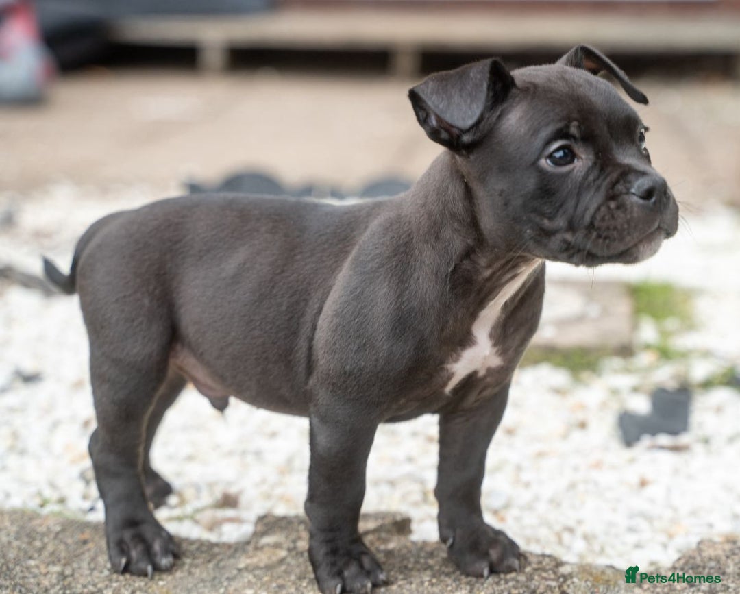 American Bully dogs for sale: ABKC Registered Pocket Bully Puppies in Wolverhampton - Image 2