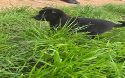 Mixed Breed dogs for sale: 9 week old female pug-a-pom - Advert 7