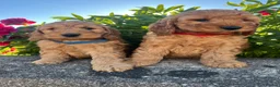 Cockapoo dogs for sale: Stunning cockapoo puppies  - Advert 4