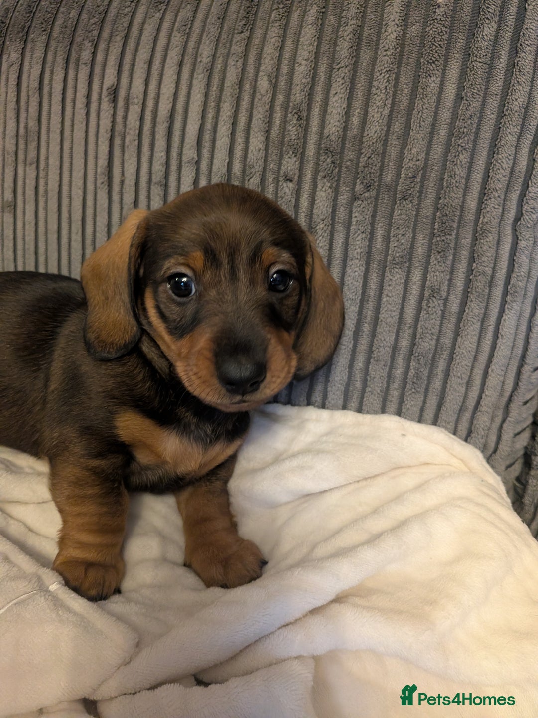 Dachshund dogs for sale: Dachshund puppies  - Advert 11