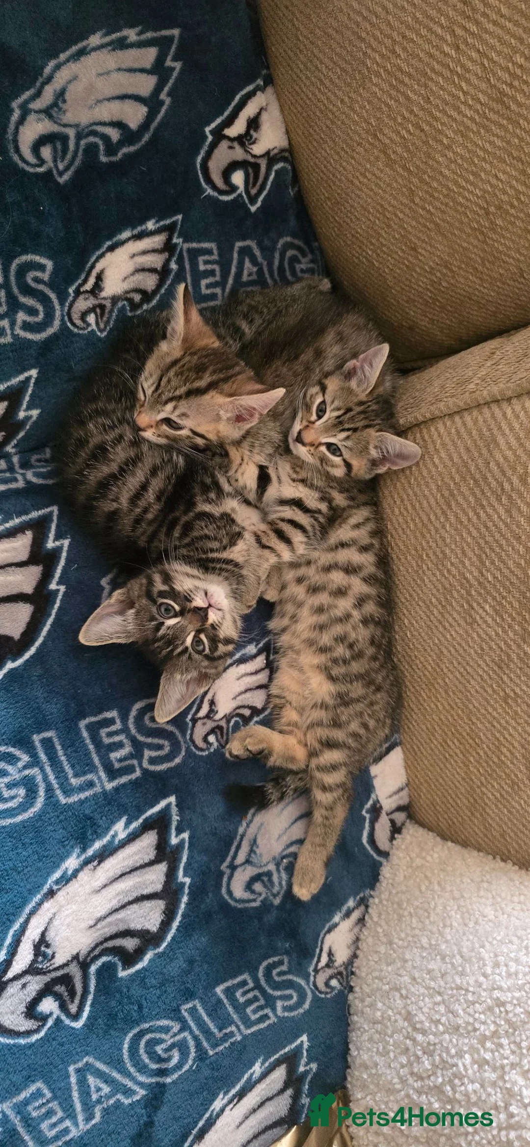 British Shorthair cats for sale: 3 Beautiful kittens  in Wickford - Advert 2