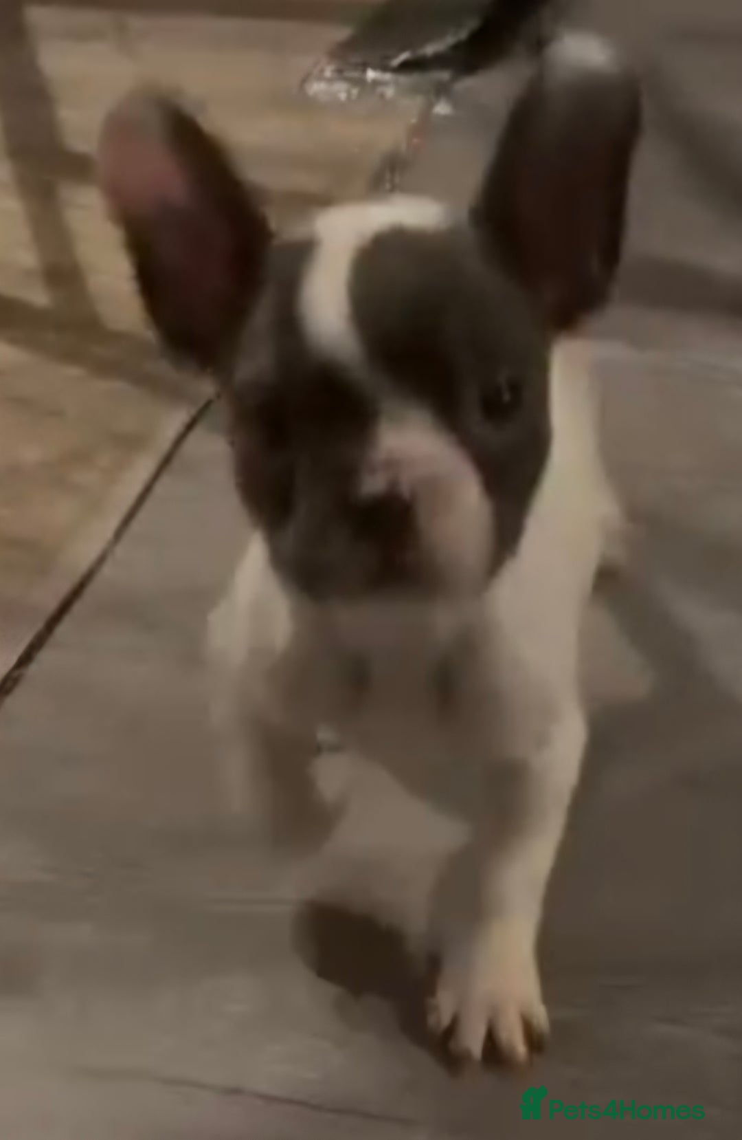 French Bulldog dogs for sale: Last 4 French bulldogs reduced  - Advert 17