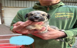 Lurcher dogs for sale: Rough coated lurcher puppies  - Image 15