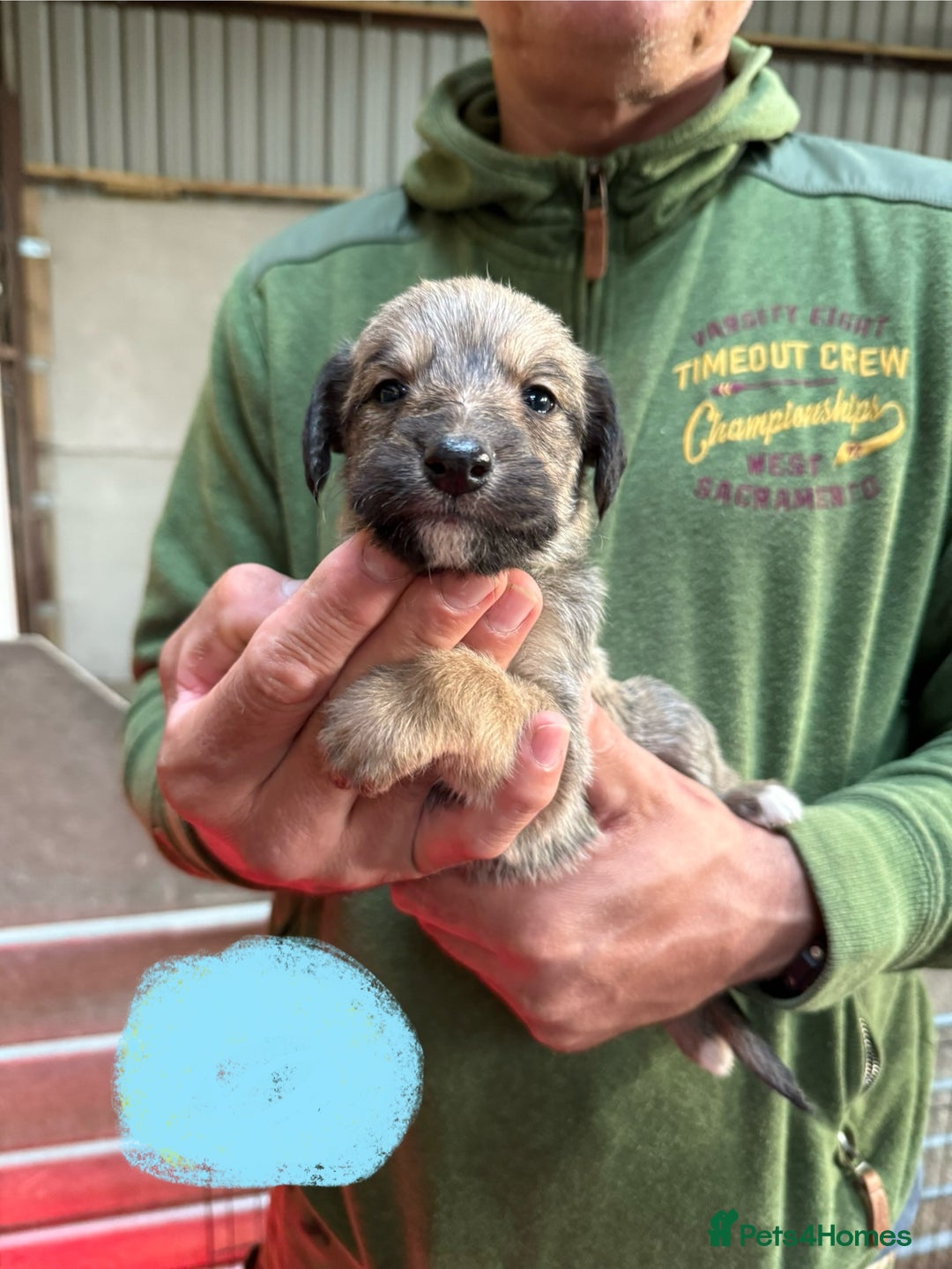 Lurcher dogs for sale: Rough coated lurcher puppies  - Image 15