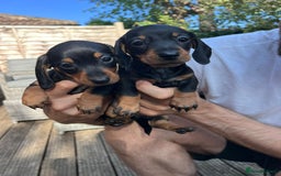 Dachshund dogs for sale: KC Reg Mini Smooth Pups (just two left) Black&Tan - Image 3