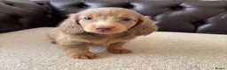 Miniature Dachshund dogs for sale: Dachshund miniature long hair  - Advert 7