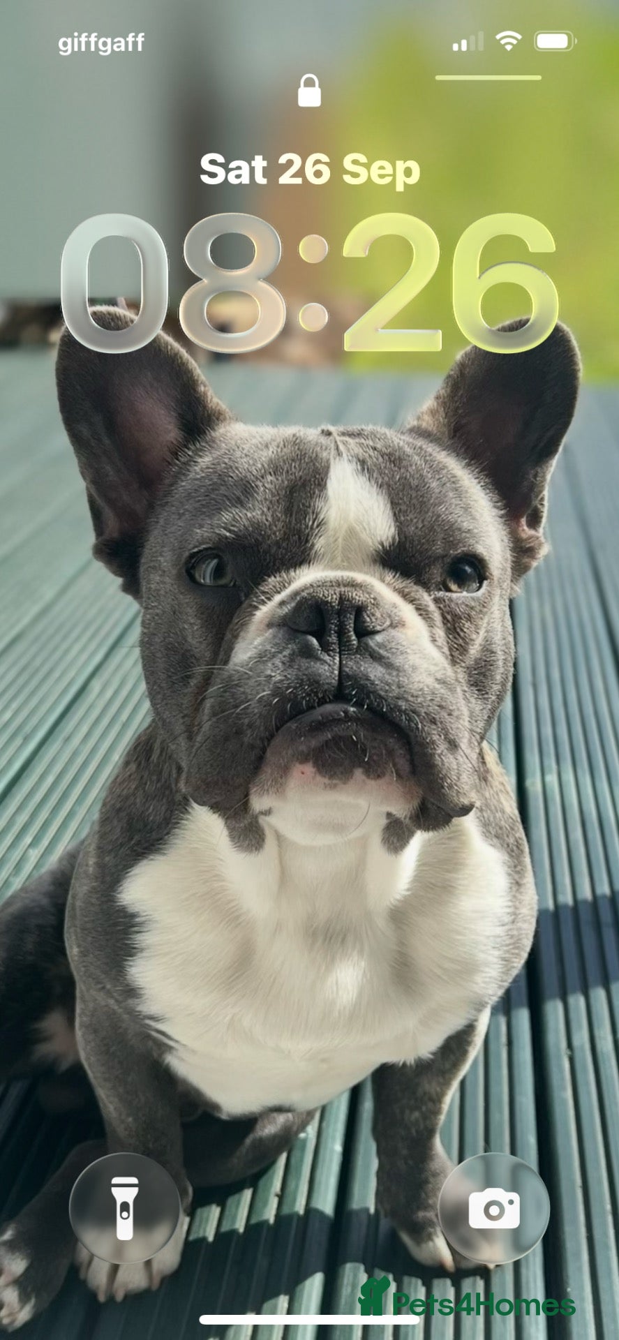 French Bulldog dogs Winston  - Advert 1