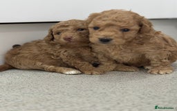 Toy Poodle dogs for sale: Tiny toy poodle boys  - Advert 8