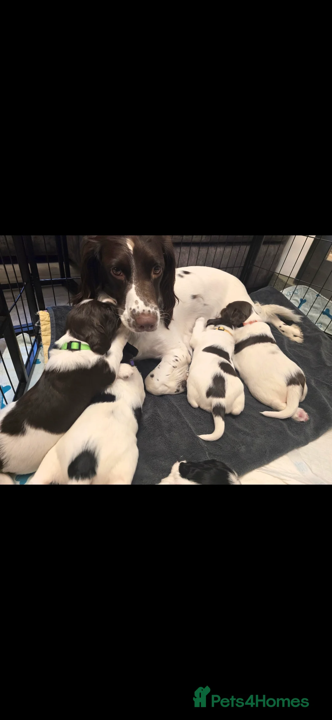 English Springer Spaniel dogs for sale: Health Tested KS English Springer Spaniel puppies  - Advert 5