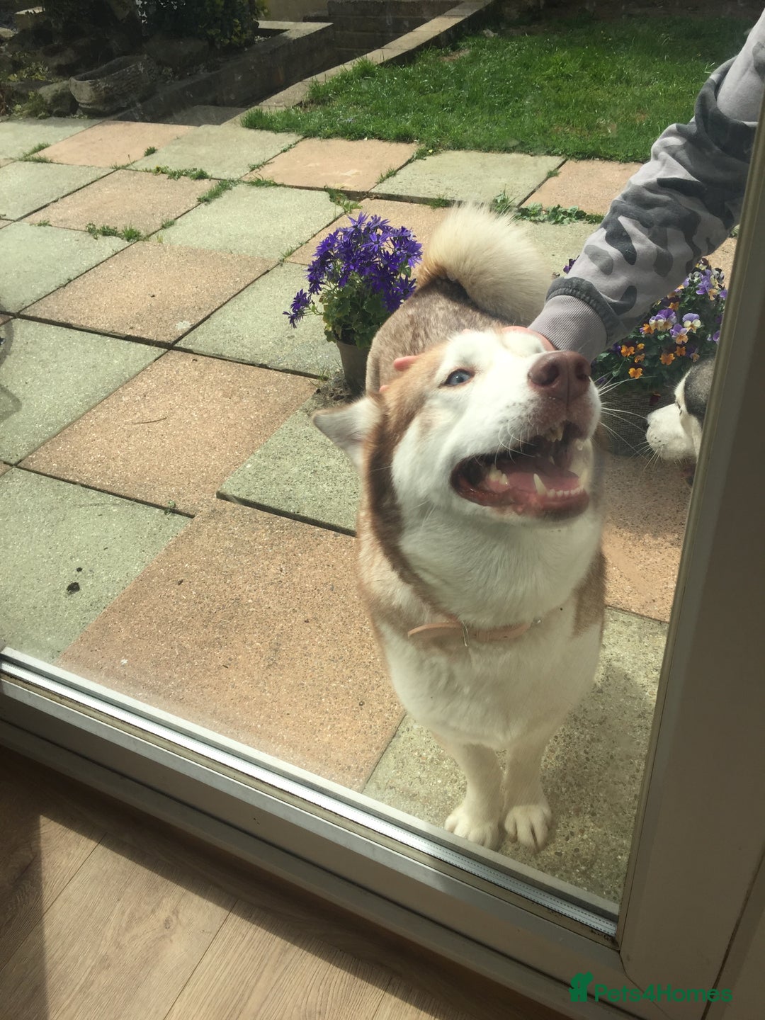 Siberian Husky dogs for sale: 4 year old femal husky  - Image 2