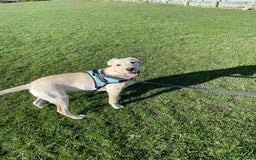 Labrador Retriever dogs for sale: Golden labrador - Image 1