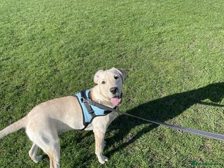 Labrador Retriever dogs - Advert 32