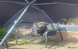 Cane Corso dogs for sale: Cane Corso  - Image 3