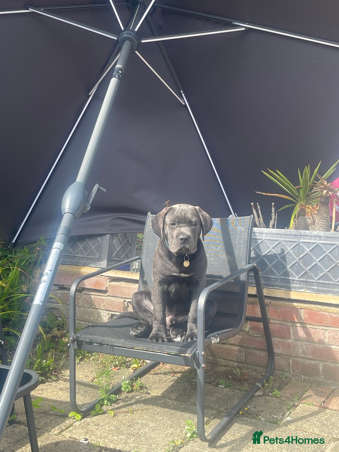 Cane Corso dogs for sale: Cane Corso  - Image 3