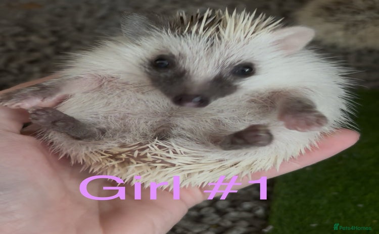 Pygmy Hedgehog rodents - Advert 14