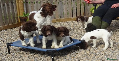 English Springer Spaniel dogs - Advert 19