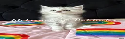 Maine Coon cats for sale: ⭐Mainecoon kittens-Champion lines⭐  - Advert 3