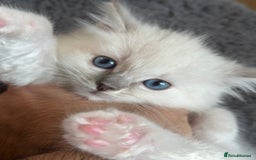 Ragdoll cats for sale: Gorgeous Balls Of Fluff 🥰😻🤗 - Image 13