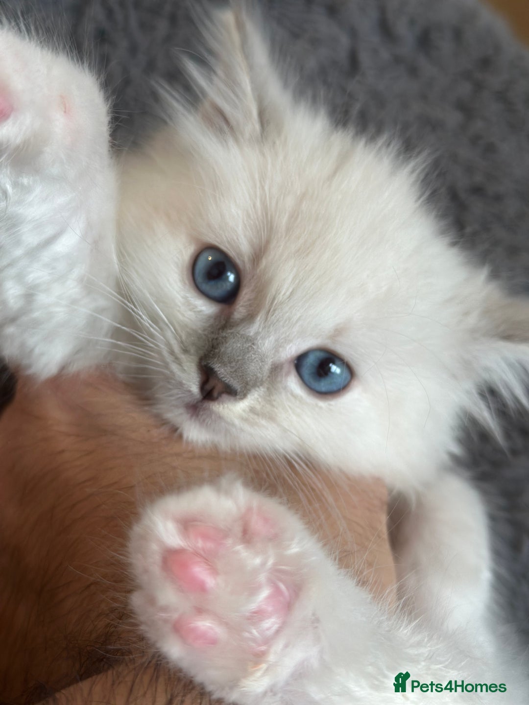 Ragdoll cats for sale: Gorgeous Balls Of Fluff 🥰😻🤗 - Image 13