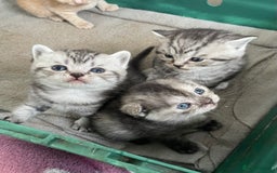 Scottish Fold cats for sale: Pedigree Scottish fold kittens for sale - Image 6