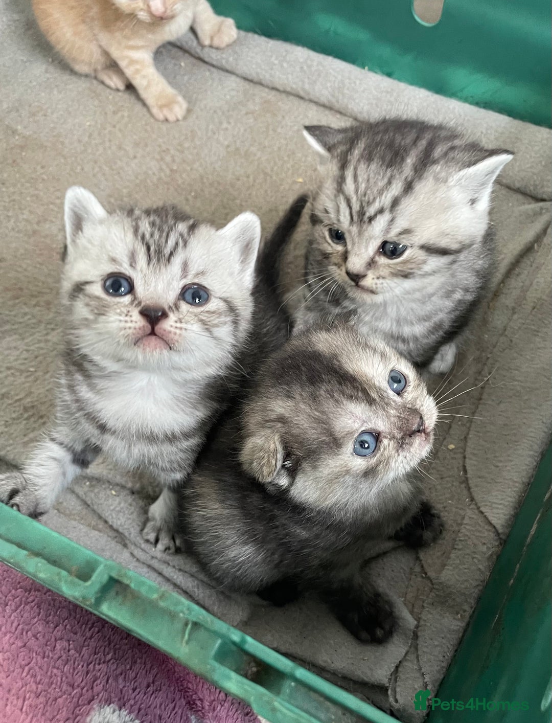 Scottish Fold cats for sale: Pedigree Scottish fold kittens for sale - Image 6