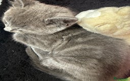 British Shorthair cats for sale: Gorgeous grey kitten £280 (with essentials)  - Image 2