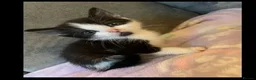 Domestic Shorthair cats for sale: Cat with behavioural issues  - Advert 26