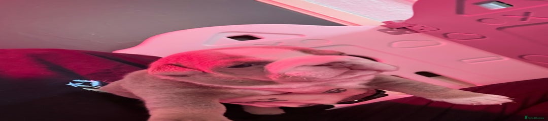 English Bulldog Puppy 4